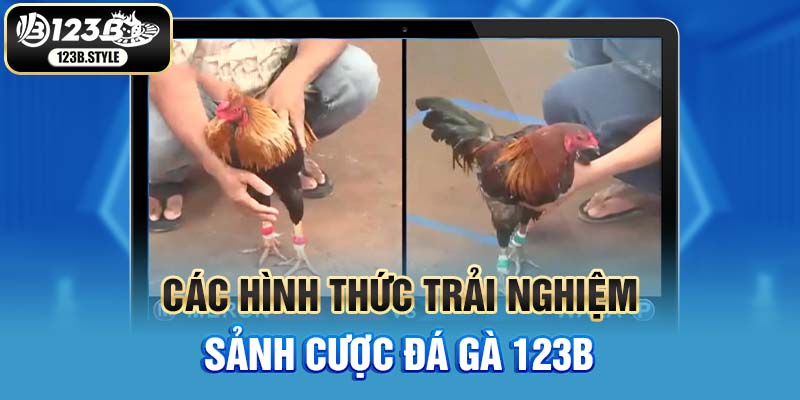 Hội viên theo dõi các trận đấu kê chiến chuyên nghiệp tại đá gà 123B