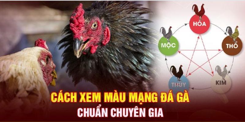 Tổng hợp phương pháp xem màu mạng