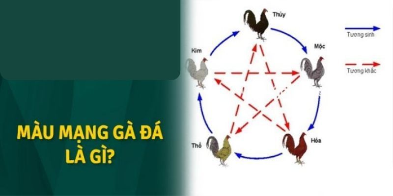 Tổng quan về nét chính của màu mạng gà đá